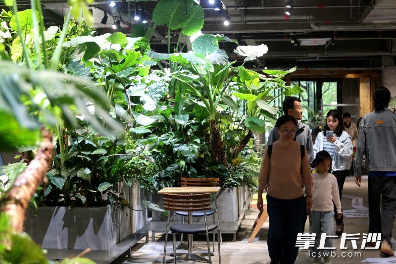 湖南烈士公园“公园里”开街，市民在绿植与店铺间闲逛